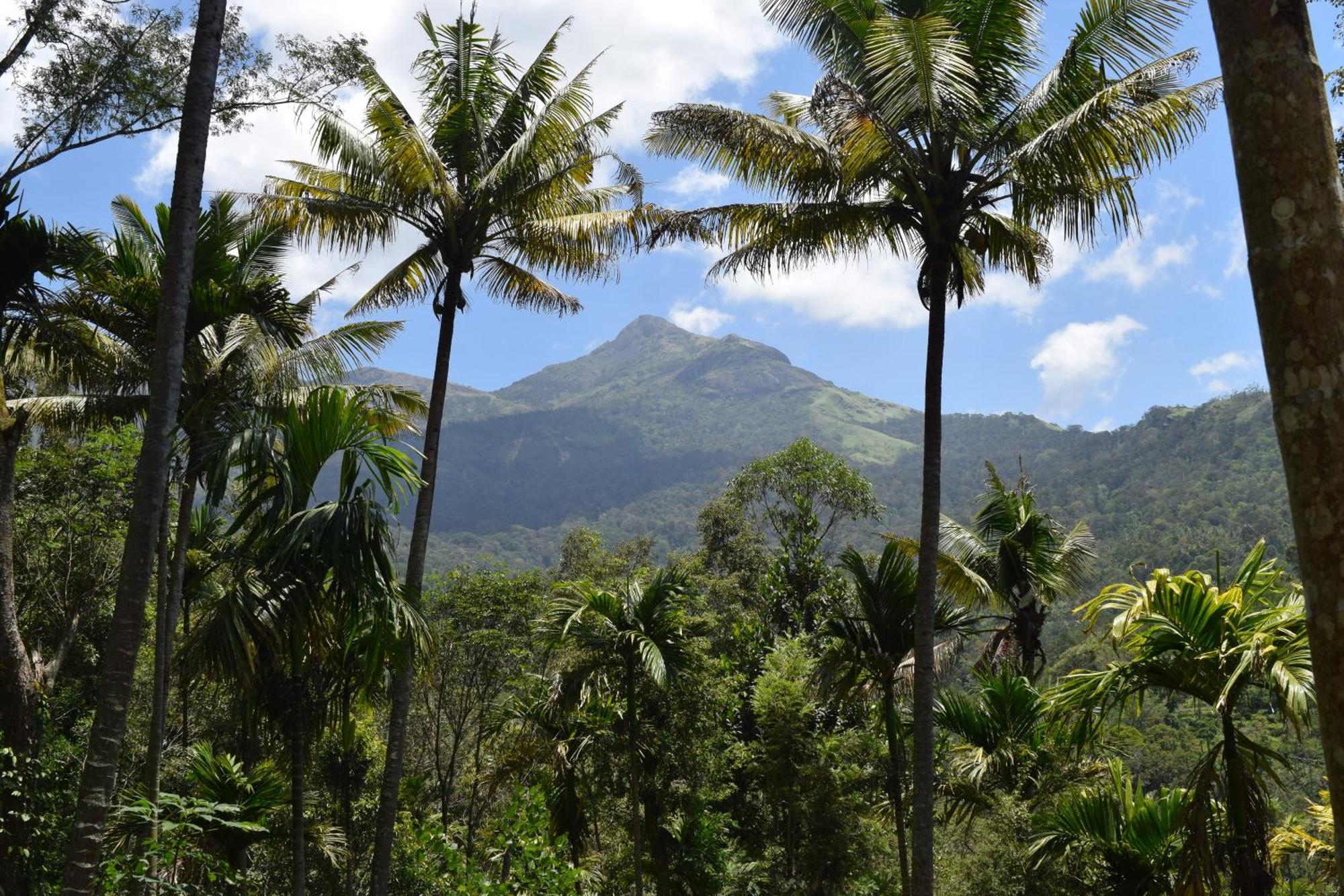 Pepper County Farm Stay Munnar Buitenkant foto